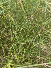 Corynotheca micrantha