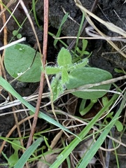 Lupinus affinis