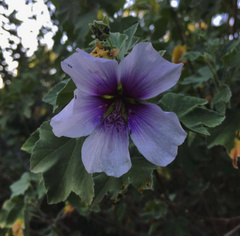 Malva subovata