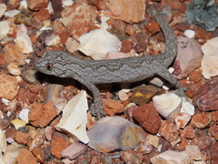 Strophurus intermedius