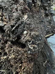 Blaniulus guttulatus