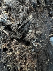 Blaniulus guttulatus