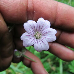 Geranium holosericeum