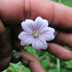 Geranium holosericeum