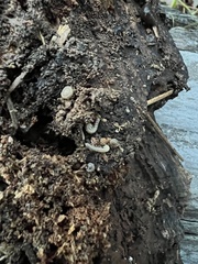 Blaniulus guttulatus