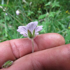 Geranium holosericeum