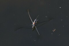 Aquarius adelaidis