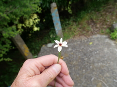 Sisyrinchium micranthum