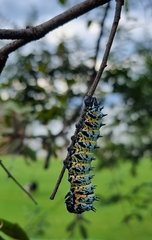 Gonimbrasia belina
