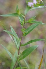 Collomia linearis