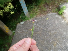 Sisyrinchium micranthum