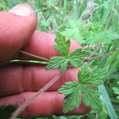 Geranium holosericeum