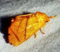 Apoda y-inversa