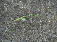 Sisyrinchium micranthum