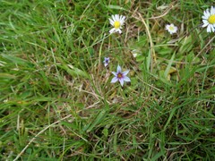 Sisyrinchium rosulatum