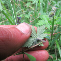 Geranium holosericeum