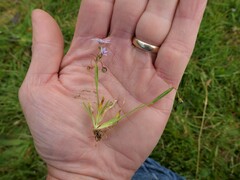 Sisyrinchium rosulatum