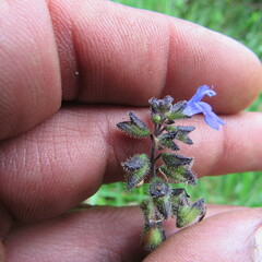 Salvia palifolia