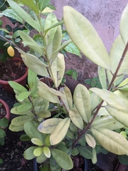 Pimenta racemosa