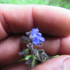 Salvia palifolia