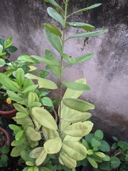 Pimenta racemosa