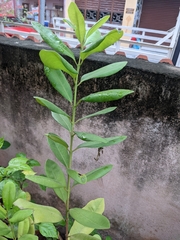 Pimenta racemosa