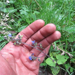 Salvia palifolia