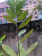 Pimenta racemosa