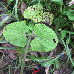 Salvia palifolia
