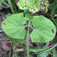 Salvia palifolia