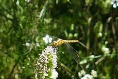 Diplacodes melanopsis