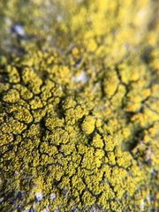 Candelariella coralliza