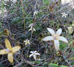 Wahlenbergia thunbergiana