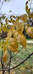 Koelreuteria bipinnata
