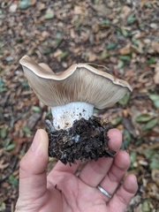 Clitocybe brunneocephala