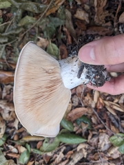 Clitocybe brunneocephala