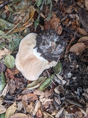 Clitocybe brunneocephala