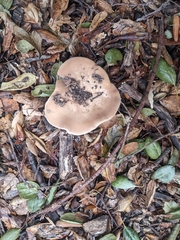 Clitocybe brunneocephala