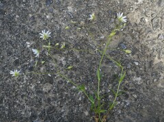 Stellaria graminea