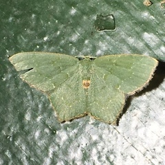 Chloropteryx tepperaria