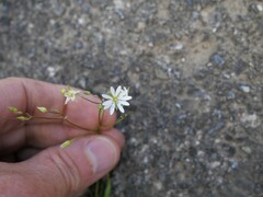 Stellaria graminea