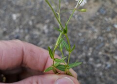 Stellaria graminea