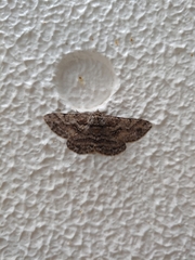 Megabiston plumosaria