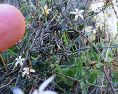 Wahlenbergia thunbergiana