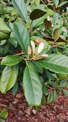 Ficus consociata