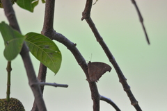 Melanitis leda