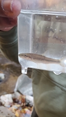 Rhinichthys cataractae