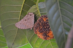 Melanitis leda