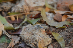 Diplacodes trivialis