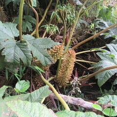 Gunnera